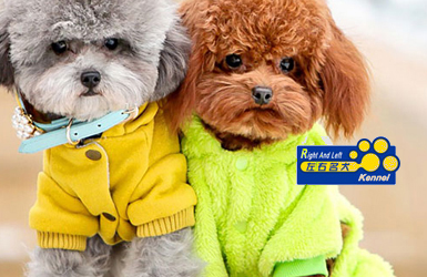 點(diǎn)擊查看左右名犬案例